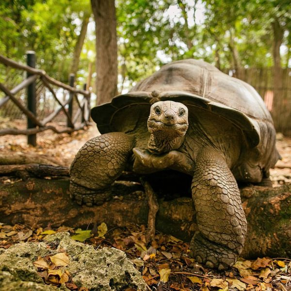 Zanzibar_Prison_Island_Aldabra_Giant_Tortoise_02